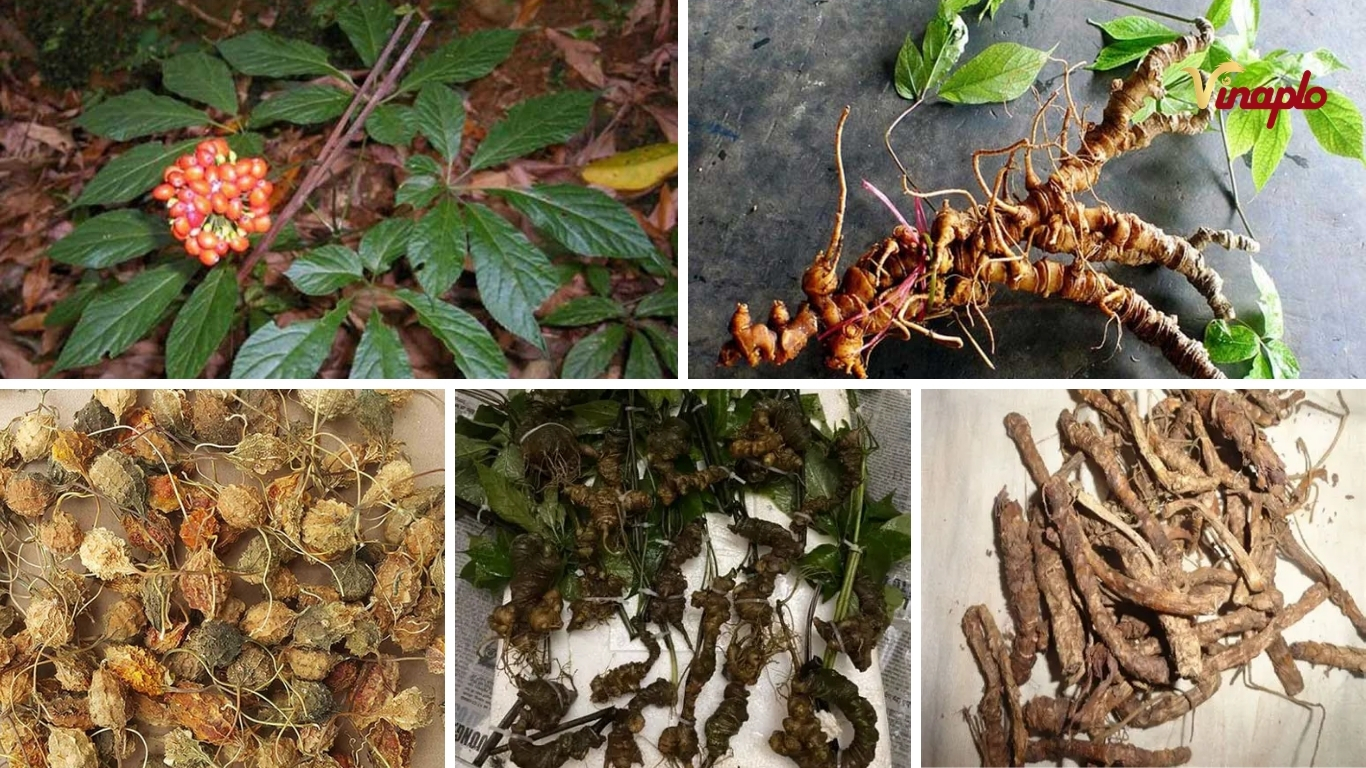 Một số dược liệu phổ biến