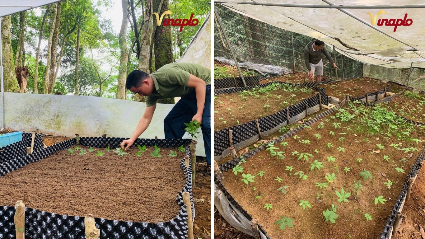 Vinaplo vừa trồng sâm vừ bảo vệ môi trường rừng