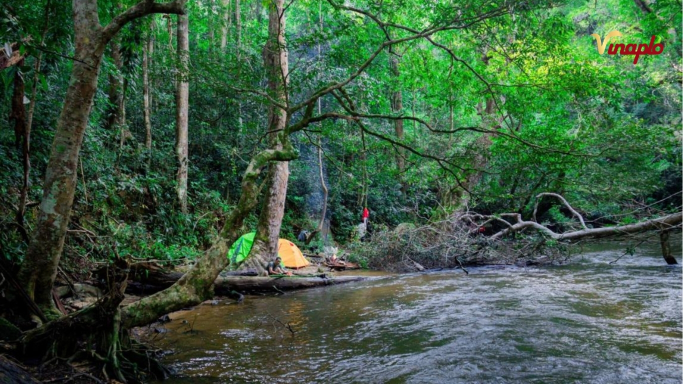 Là nơi để các loại dược liệu quý phát triển 