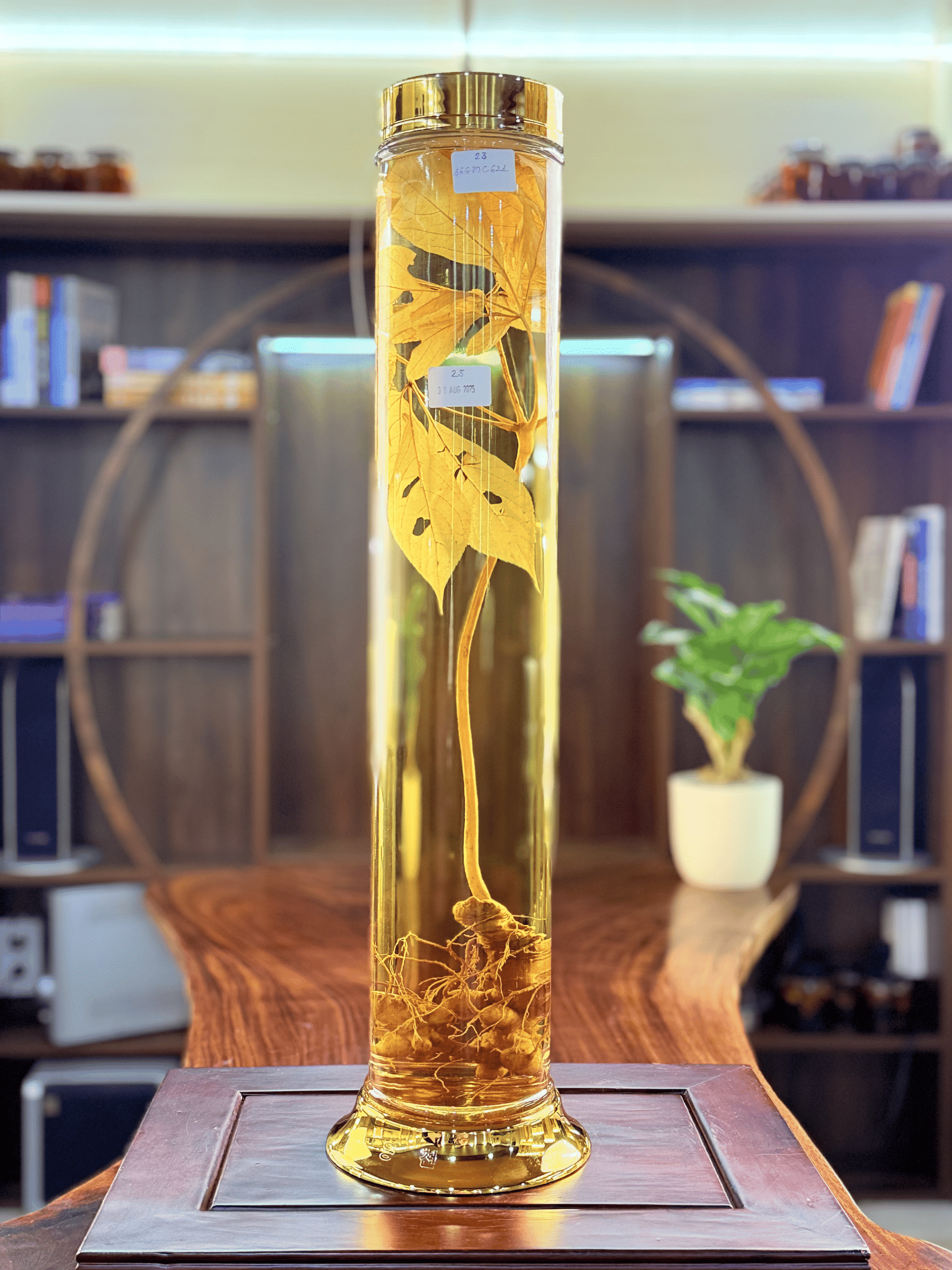 Rượu sâm Ngọc Linh