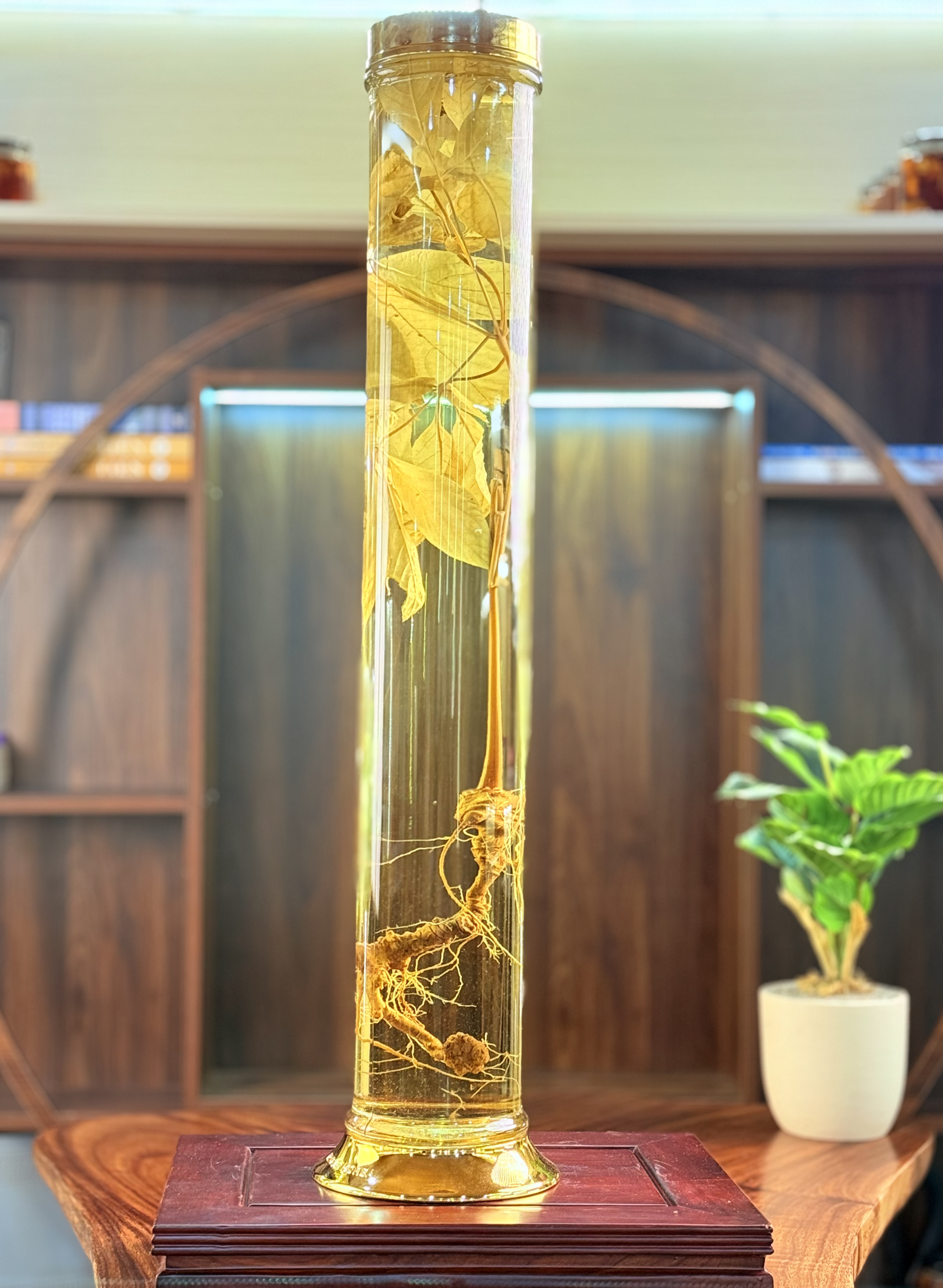 Rượu sâm Ngọc Linh