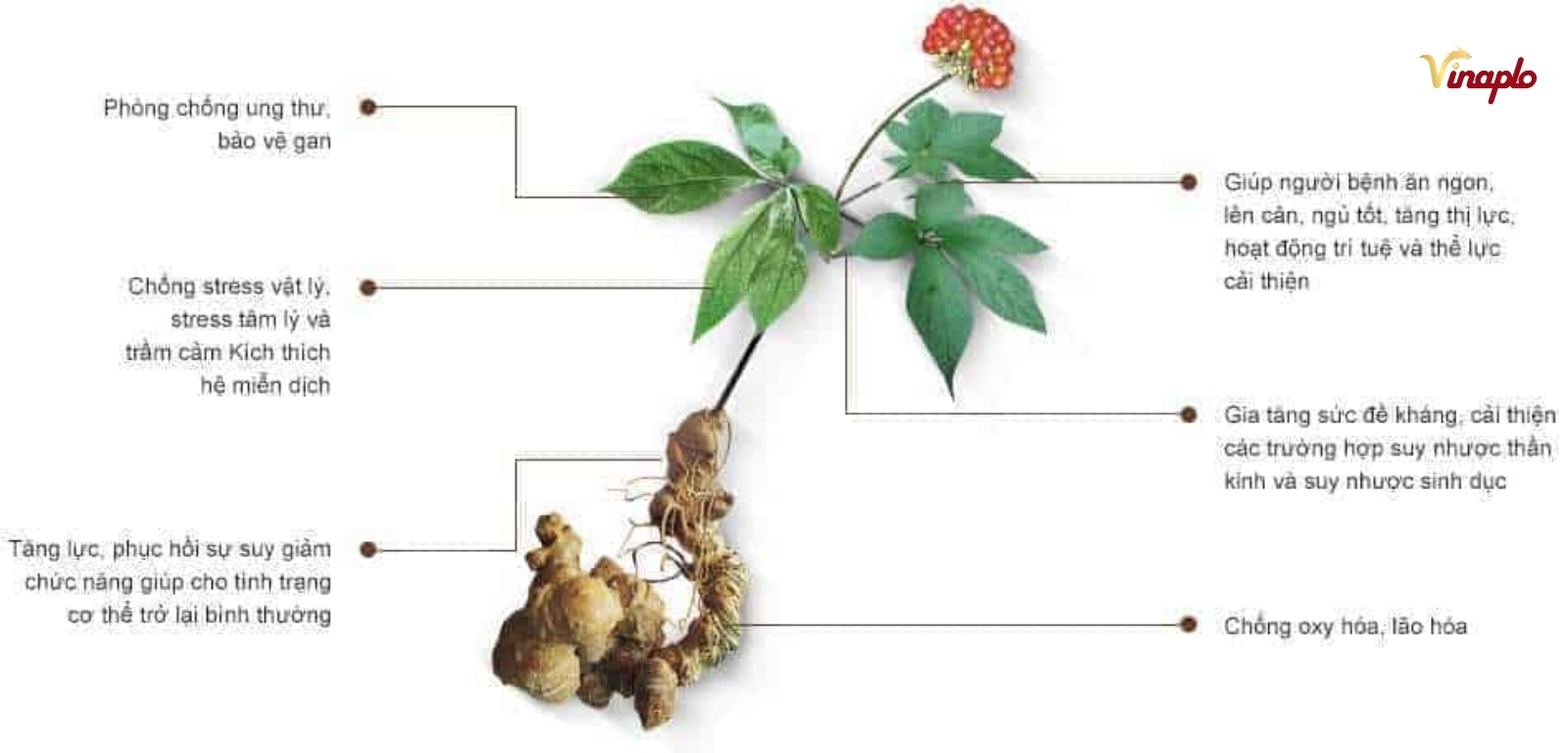 Tác dụng của rượu Sâm Ngọc Linh