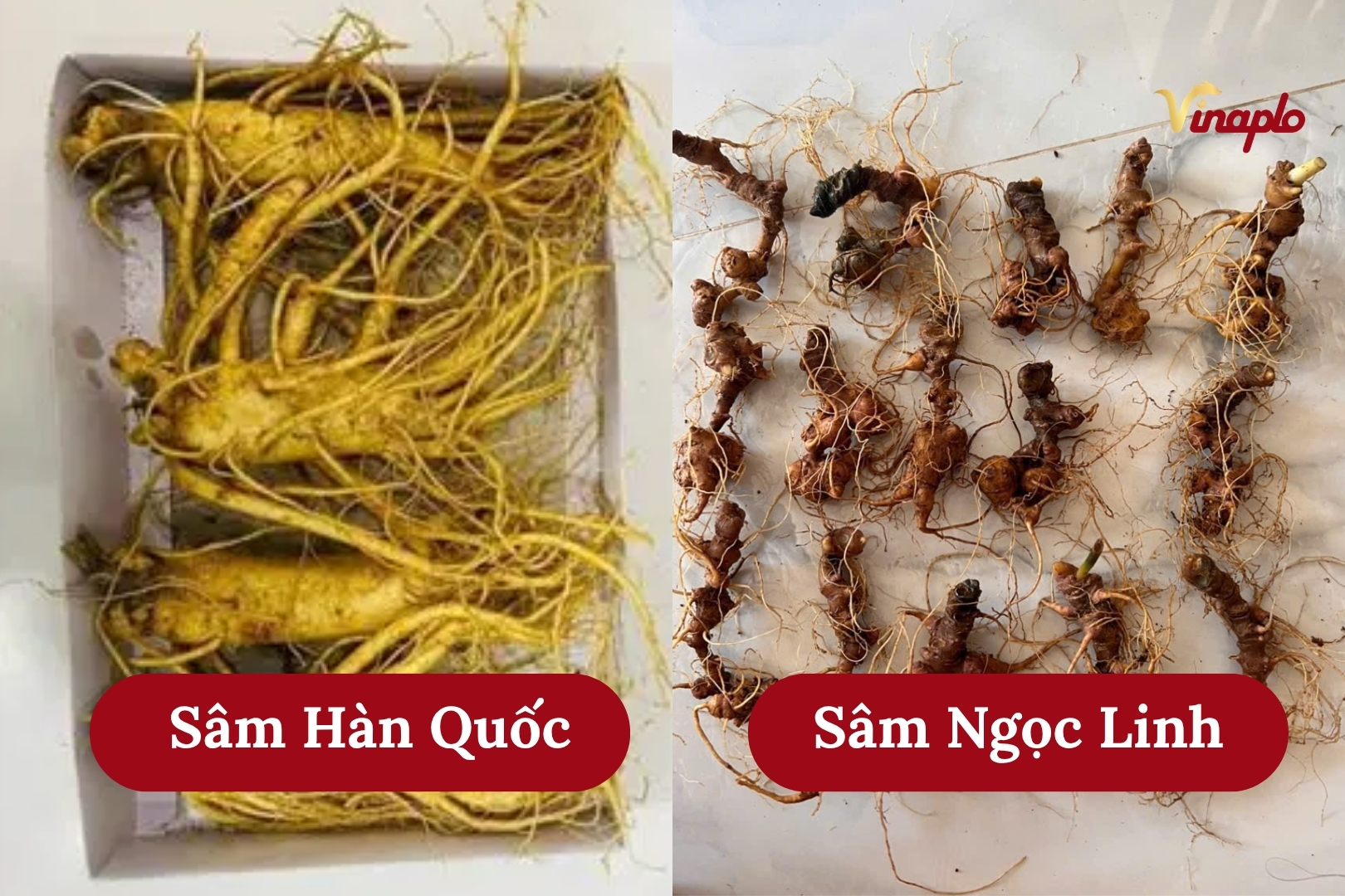 So sánh sâm Hàn Quốc và sâm Ngọc Linh