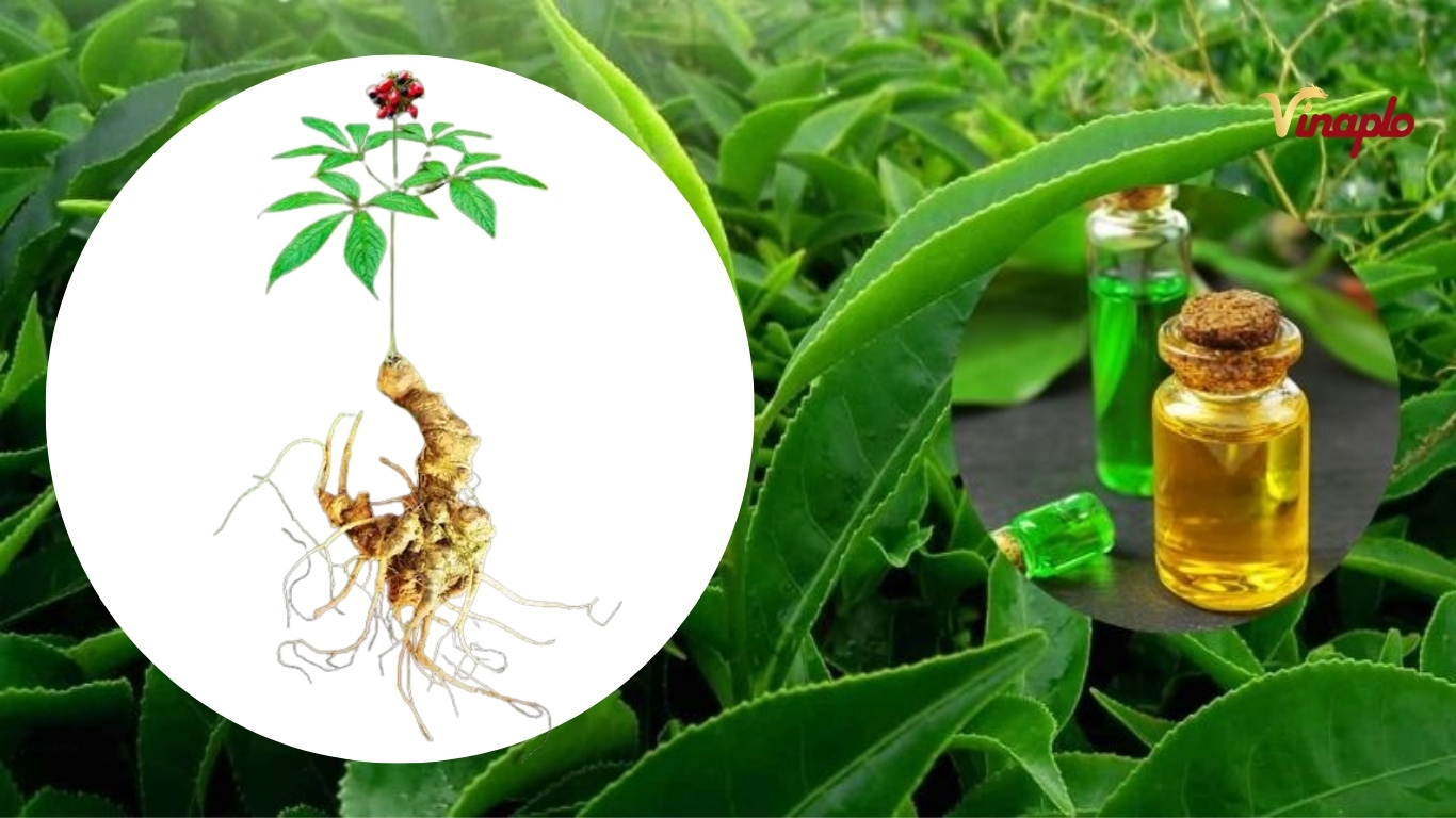 Chiết xuất sâm Ngọc Linh