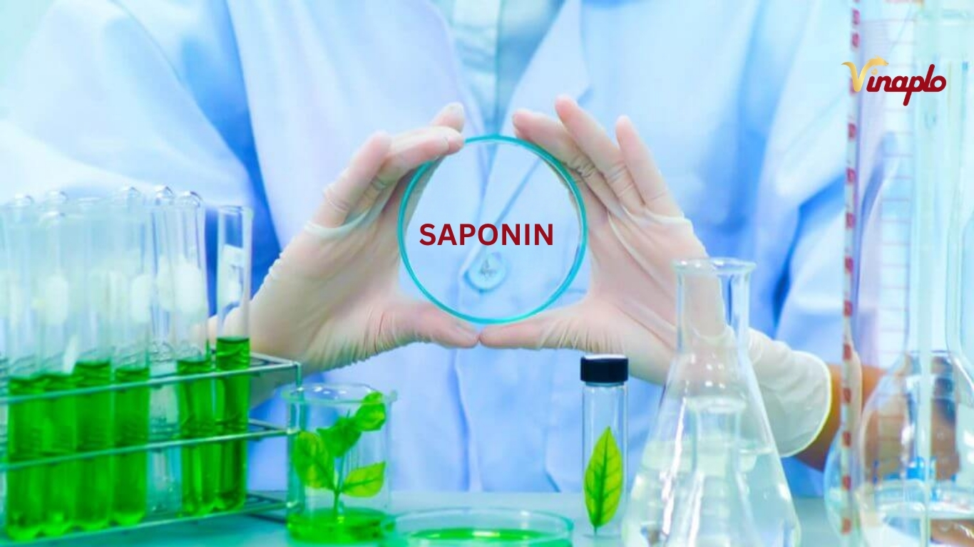Chiết xuất gíp giữ trọn toàn bộ saponin