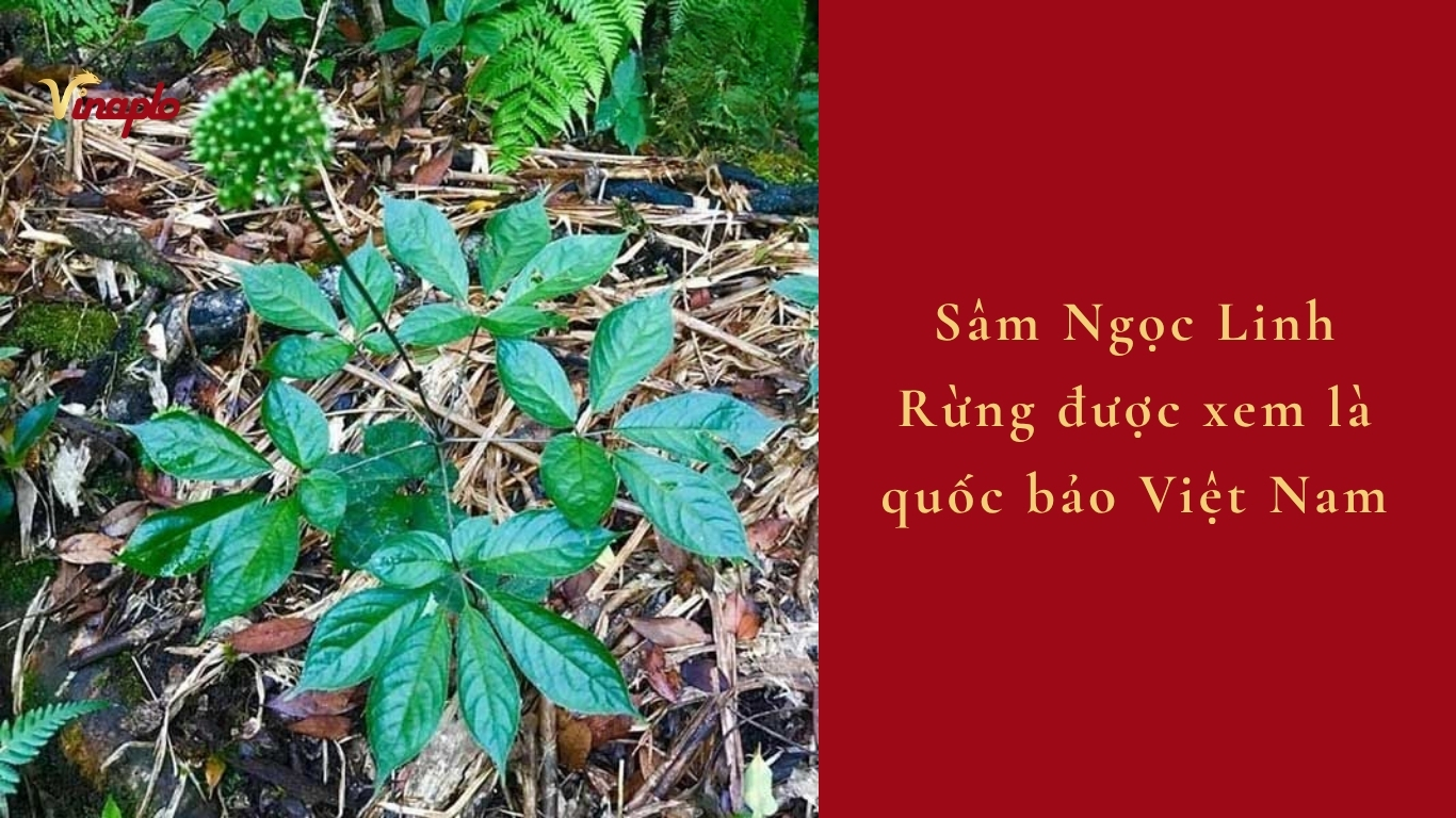 Sâm Ngọc Linh Rừng