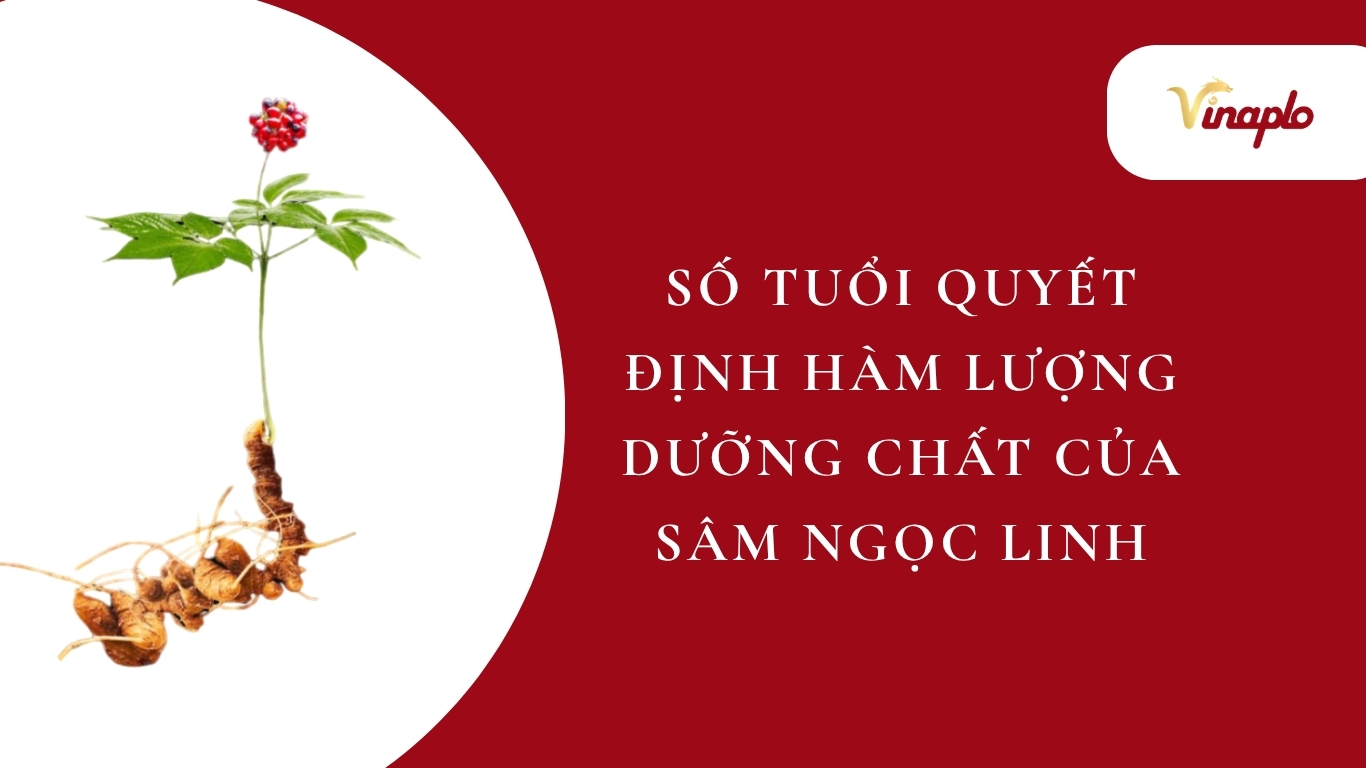 Số tuổi sâm Ngọc Linh quyết đu=ịnh hàm lượng dưỡng chất của sâm