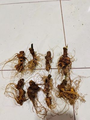 S&acirc;m Ngọc Linh