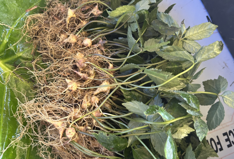 S&acirc;m Ngọc Linh 1 tuổi