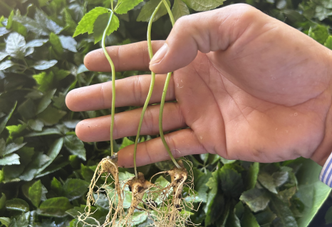 S&acirc;m Ngọc Linh