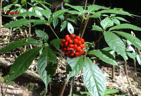 S&acirc;m Ngọc Linh