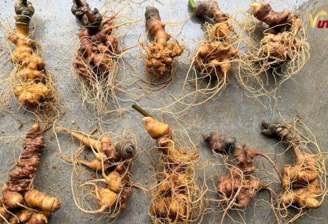 S&acirc;m Ngọc Linh