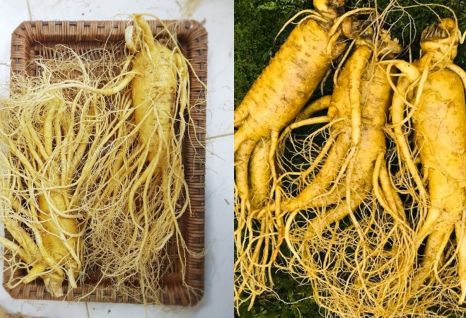 S&acirc;m H&agrave;n Quốc