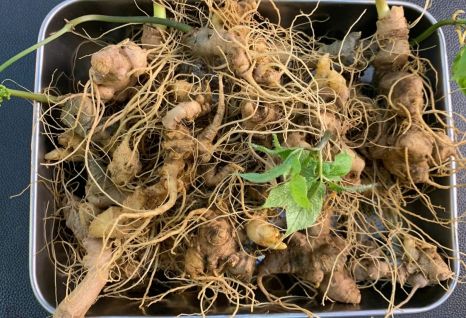 S&acirc;m Ngọc Linh Tưoi