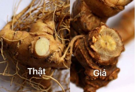 Phần biệt S&acirc;m Ngọc Linh