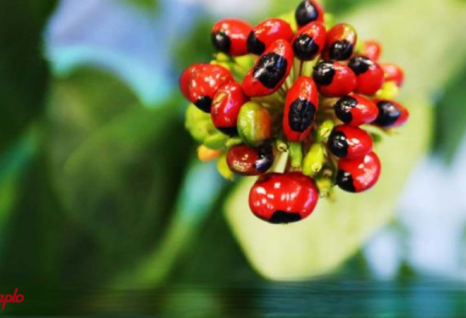 Hoa s&acirc;m Ngọc Linh